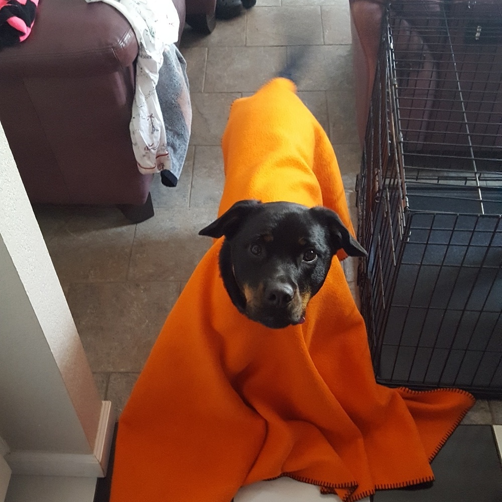 Meet your Posher, Sean